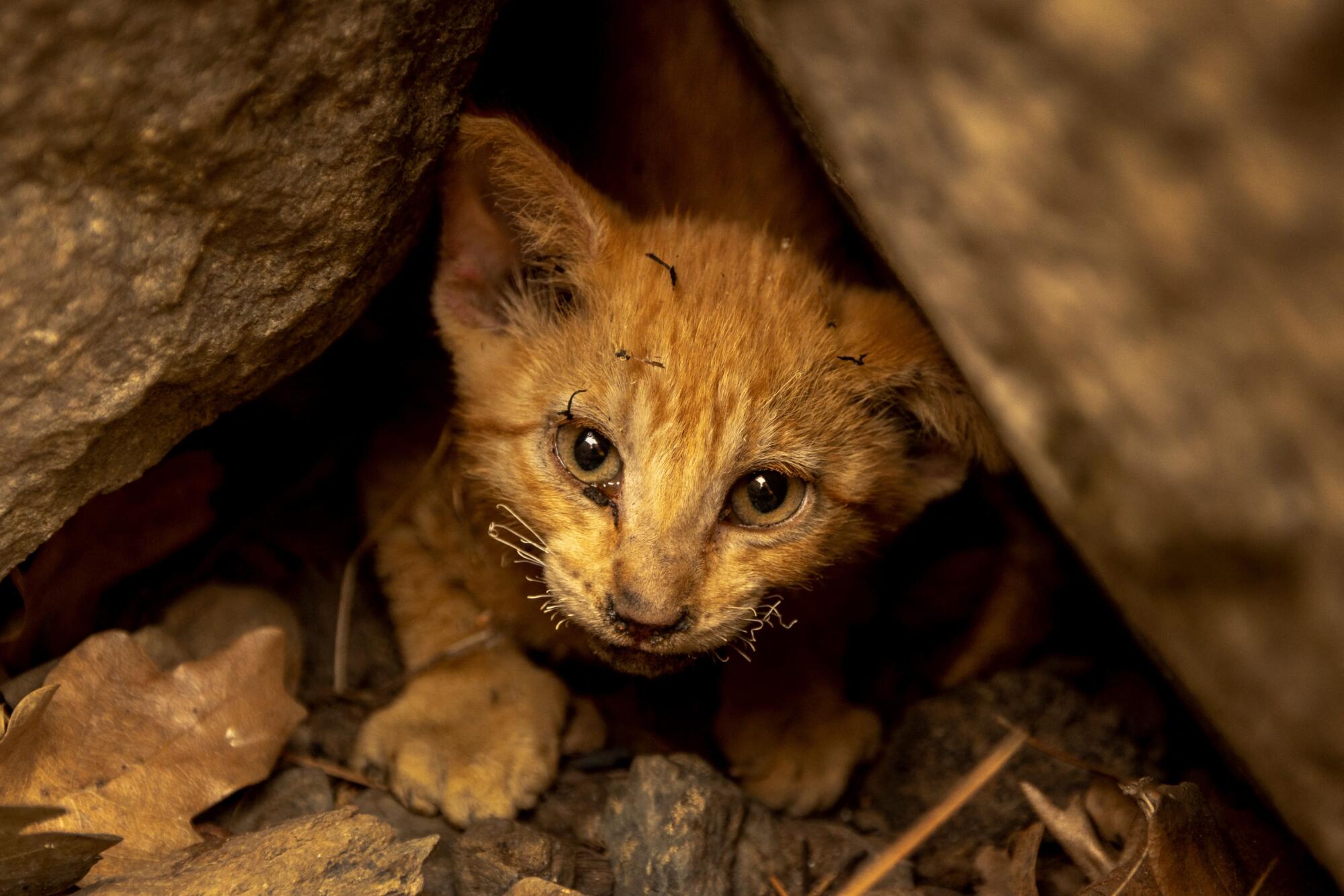 A kitten with singed whiskers hides in rocks in the Klamath National Forest.