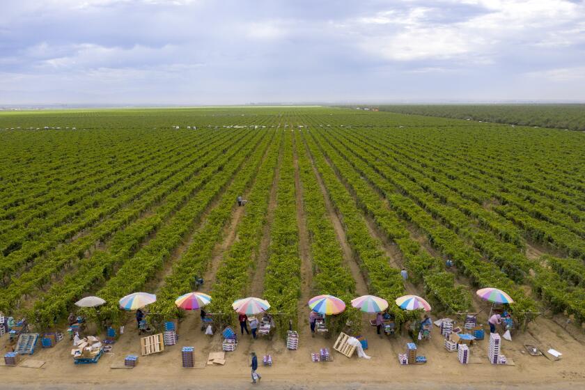 DELANO, CA - AUGUST 13: Colorful umbrellas shade farmworkers as they pack up fresh harvested grapes Thursday, Aug. 13, 2020 in Delano, CA. Brian van der Brug / Los Angeles Times)