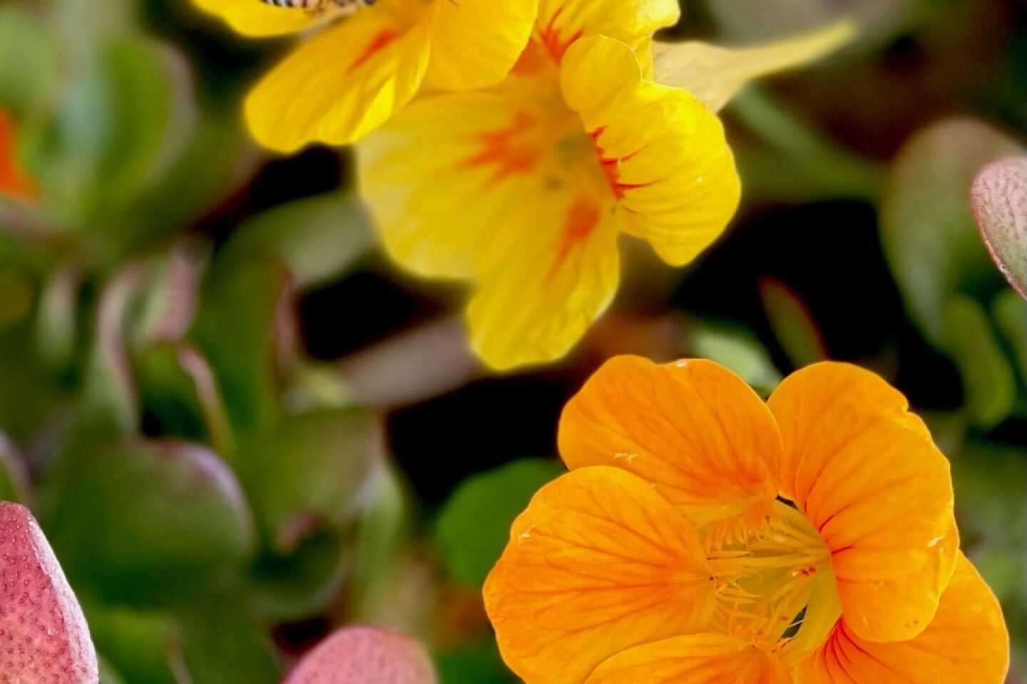 Marilyn Macrate Nasturtium flowers and bee.jpg