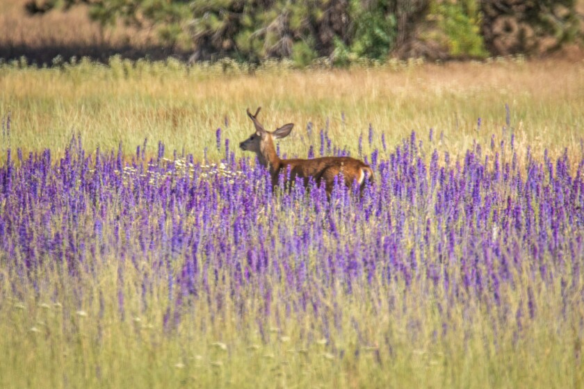 A deer spotted among larkspur in the meadows of Cuyamaca Rancho State Park.