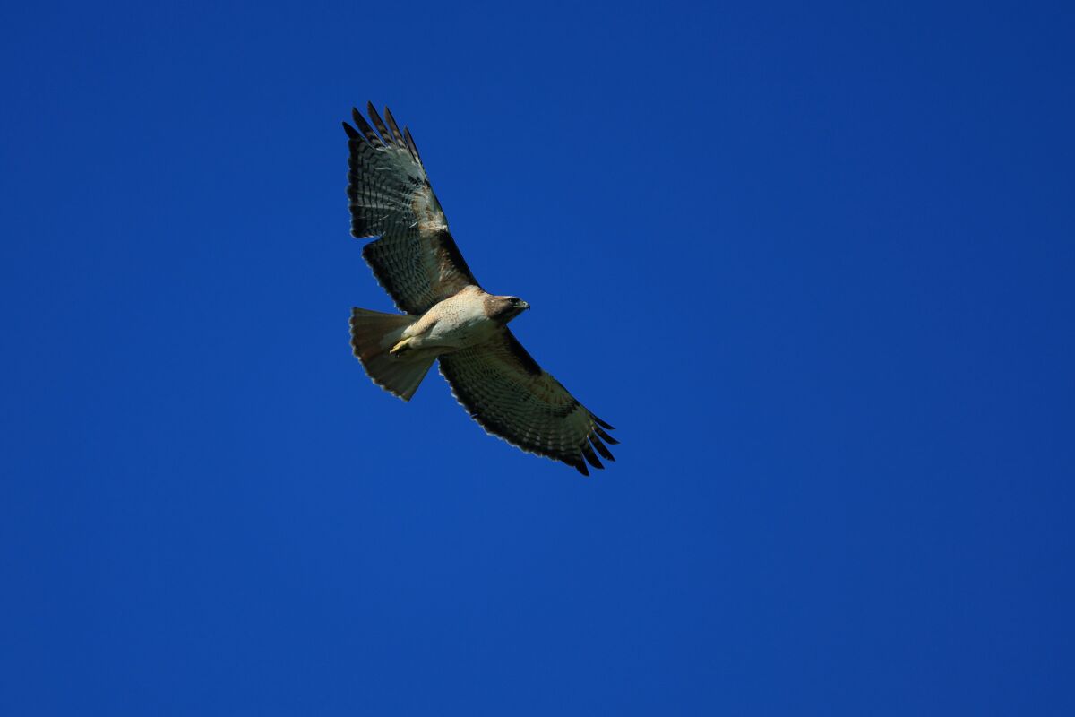 A red-tailed hawk flies overhead during the first round of The Farmers Insurance Open.