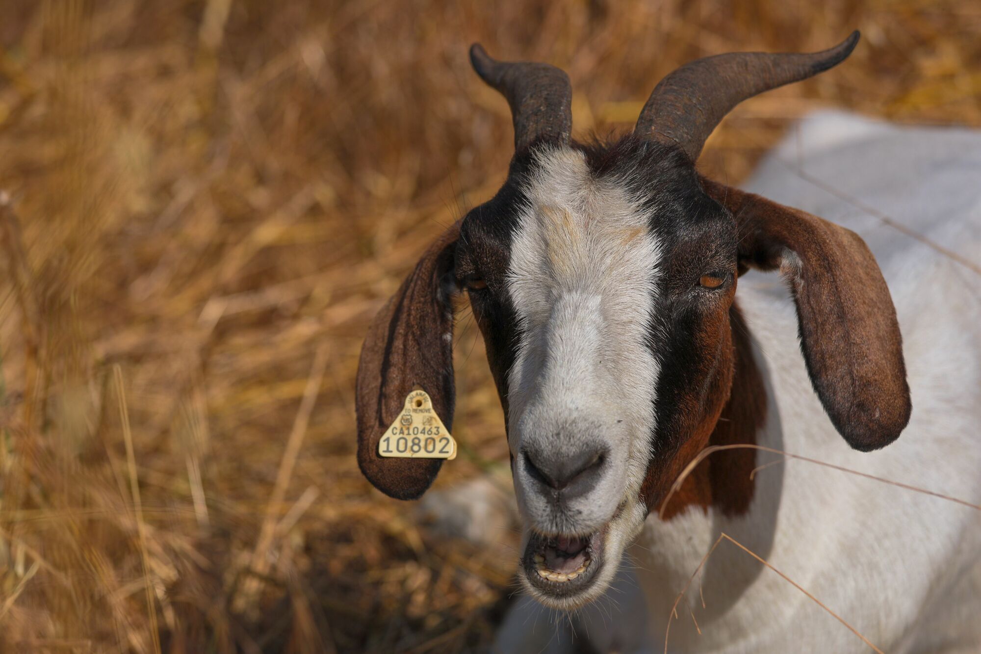 A goat with a tag on his ear faces the camera.
