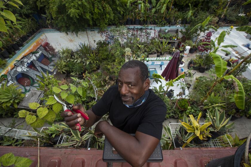 LOS ANGELES, CA -JUNE 26, 2020: Ron Finley, known as the Gangsta Gardener, is photographed in backyard of his home in South Central Los Angeles, surrounded by a jungle of fruits, vegetables and succulents, including filling his pool, below, with a patio and plants. Finley is now teaching Master Classes, giving interviews about how he wants to make gardening sexy so kids and everyone really learn how to grow their own food. (Mel Melcon / Los Angeles Times)