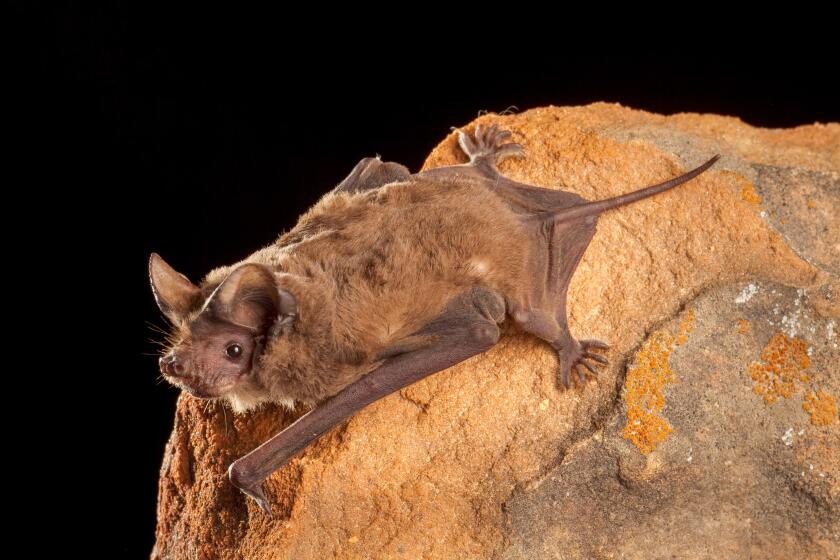 A Mexican free-tailed bat is roosting.