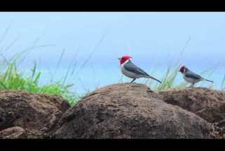 A Minute Away: Valley low, mountain high, Kauai