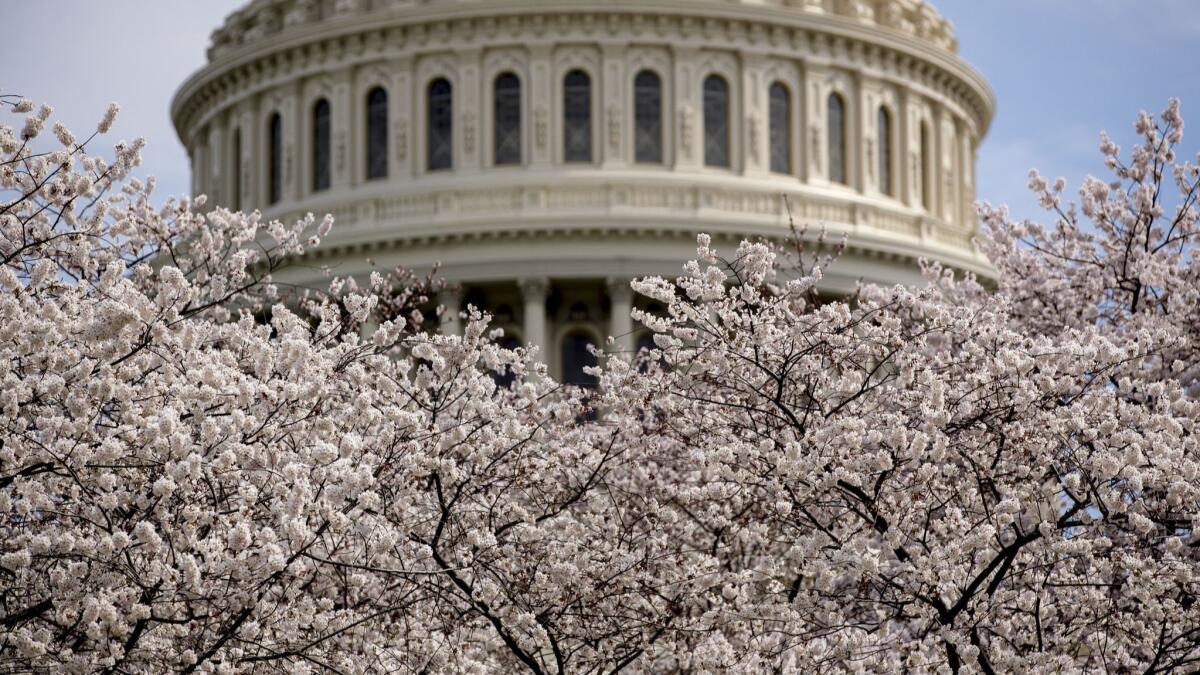 The dome of the U.S. Capitol Building, as seen Saturday through cherry blossoms from trees on the West Lawn.