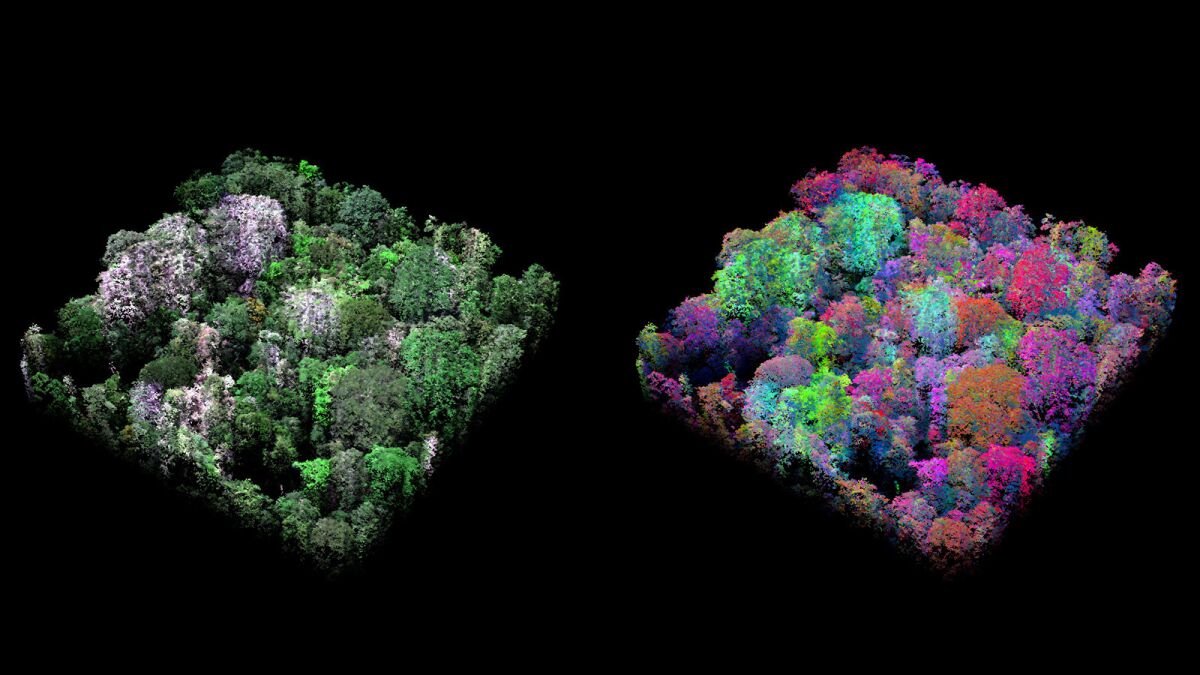 A side-by-side view of a single hectare of forest. On the left, the forest image is rendered in natural color. On the right, trees are rendered in the spectral colors of the forest, revealing the species diversity in one area of the forest.