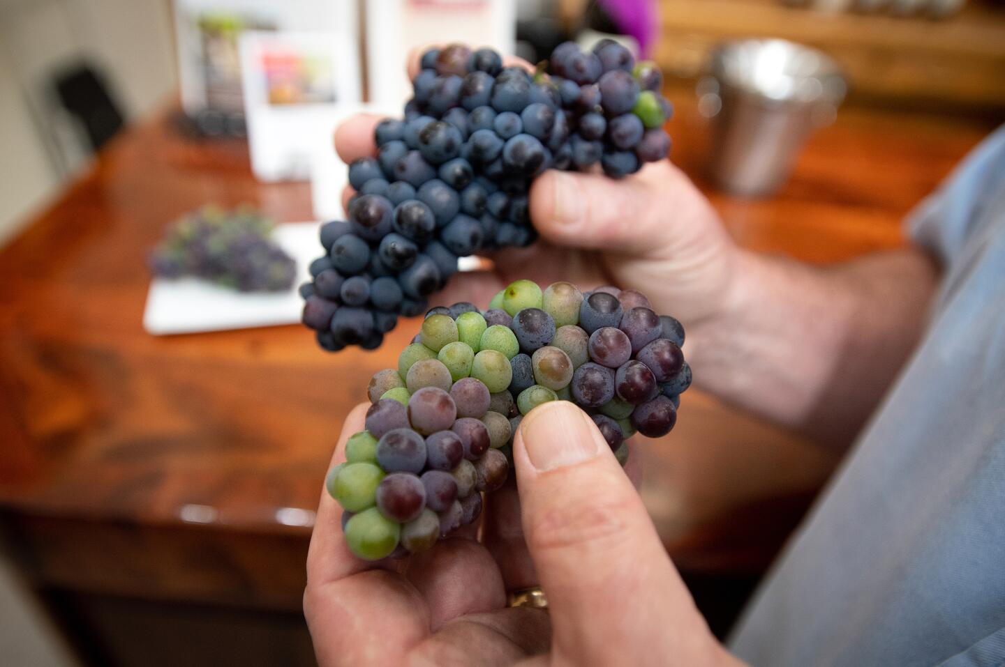 Hank Wetzel holds Pinot Noir grapes in the tasting room of Alexander Valley Vineyards. Last year, he shipped just 750 cases to China.