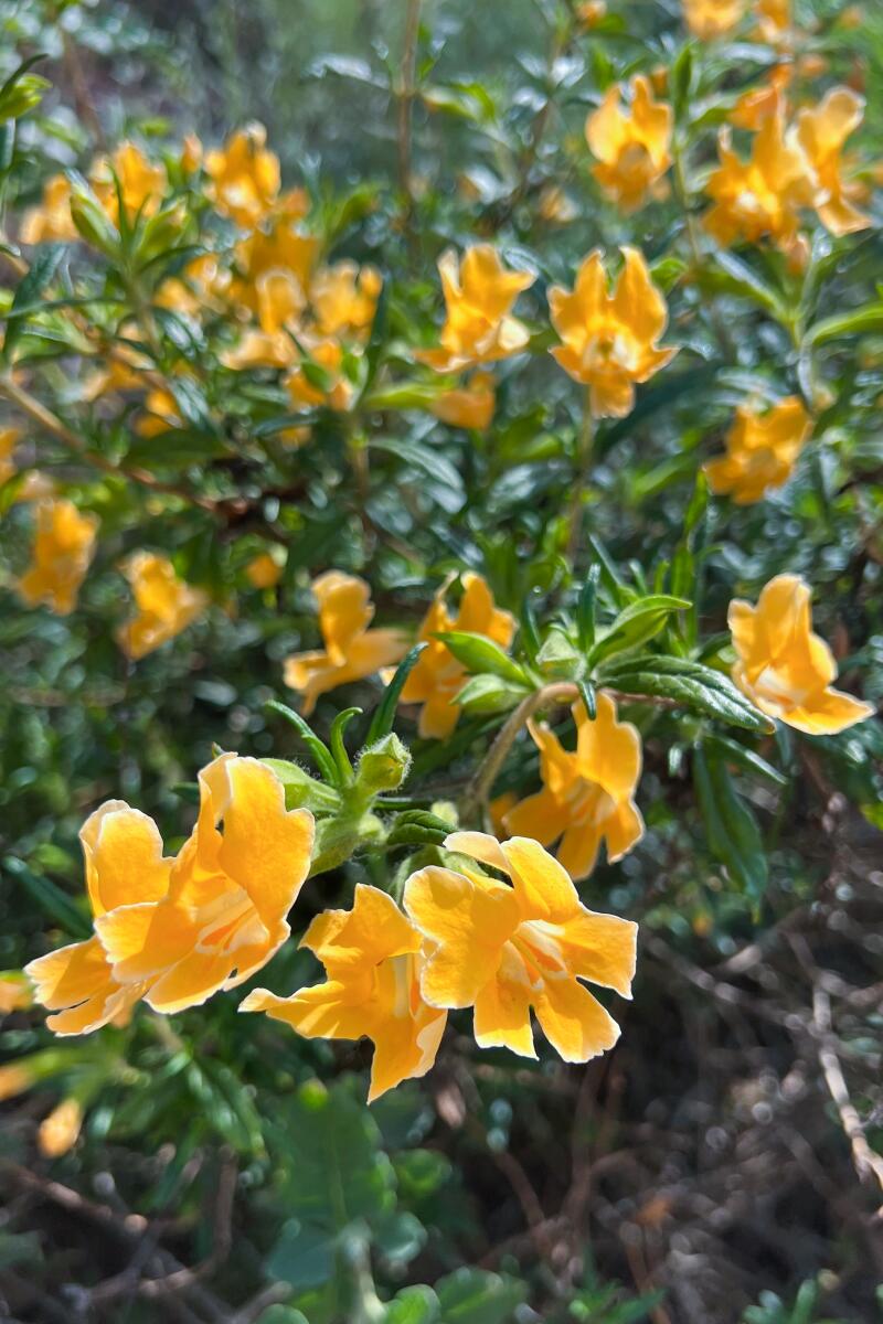 Sticky Monkey Flower was seen during the walk on Saturday.