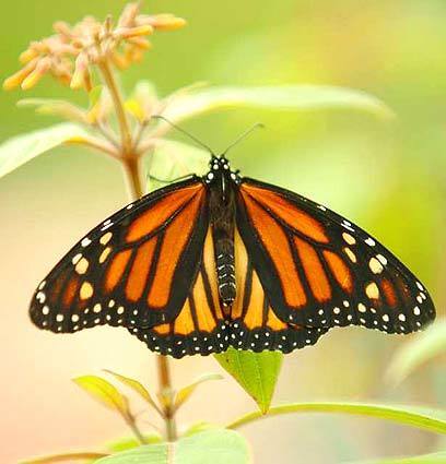 A Monarch butterfly sits on a flower at the Butterfly Show in Cincinnati, Ohio. The show features over 10,000 butterflies with over 1,000 released into the Krohn Conservatory each week.