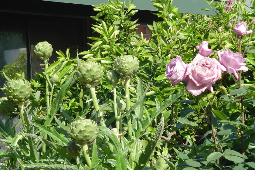 Artichokes and roses are two of the many plants pollinated by bees at a reader's Costa Mesa home. 