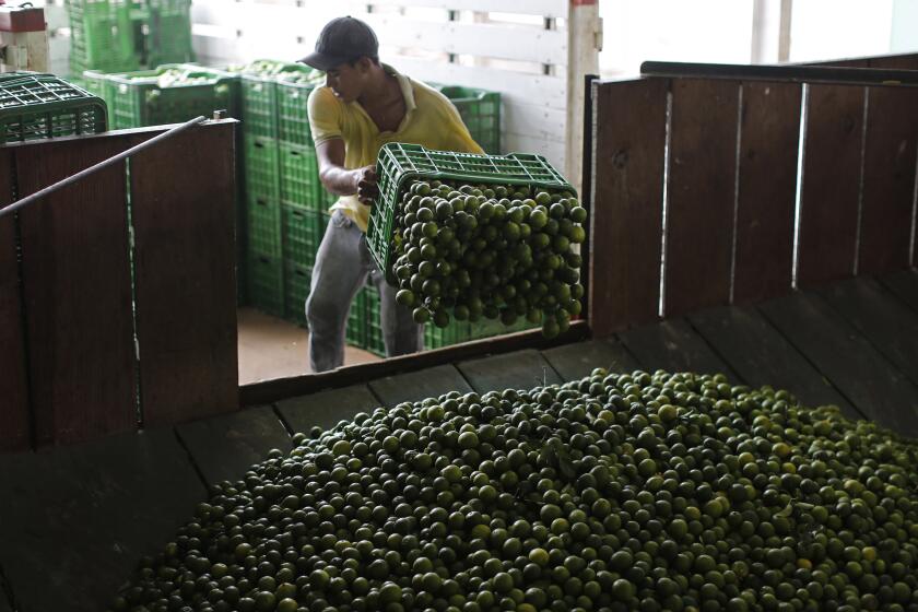 ARCHIVO - Un trabajador descarga limones en una planta empacadora en la localidad de La Ruana, en el estado de Michoacán, México, el 6 de noviembre de 2012. Las extorsiones de grupos delictivos contra productores limoneros se han reanudado en Michoacán, dicen agricultores afectados en agosto de 2023. (AP Foto/Dario Lopez-Mills, Archivo)