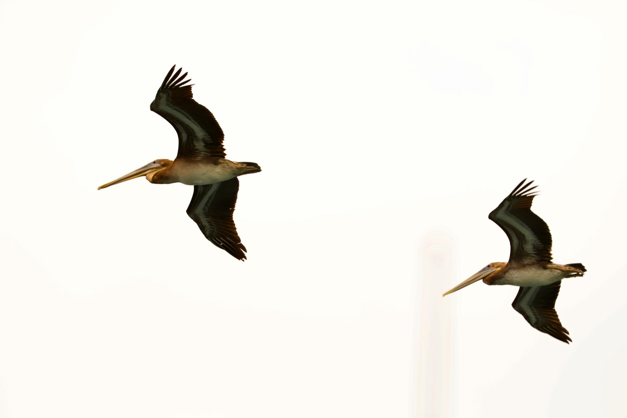 Two pelicans fly off the coast of Newport Beach