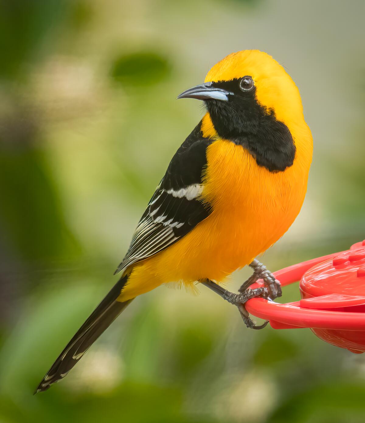 County extremely lucky to see so many bird species come and go - Ramona