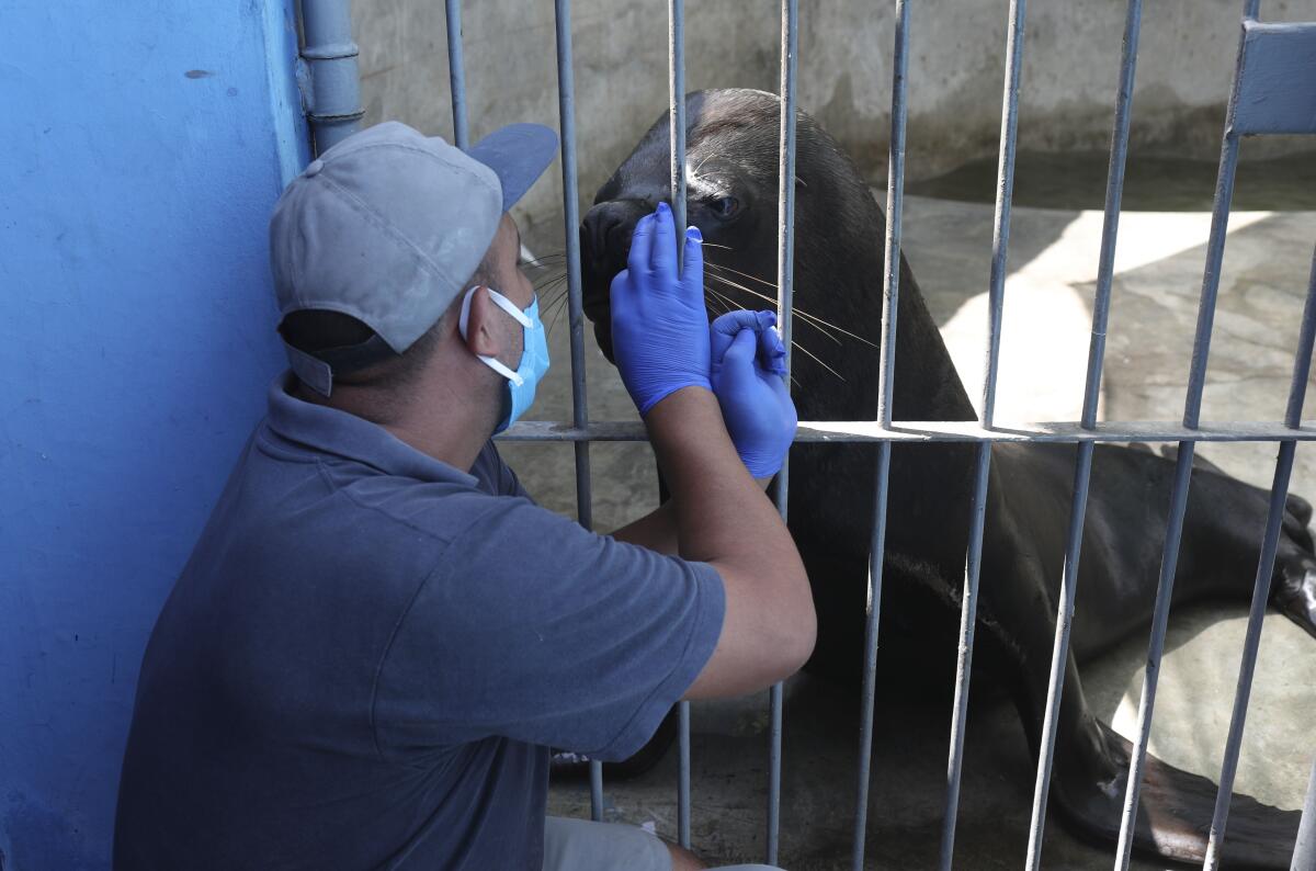 A worker interacts with a seal