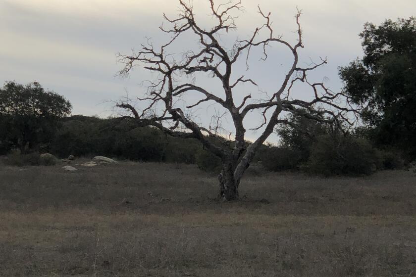 Chi Varnado writes, "As the rain came down, I could almost sense the arrival of Spring — in all its splendor."