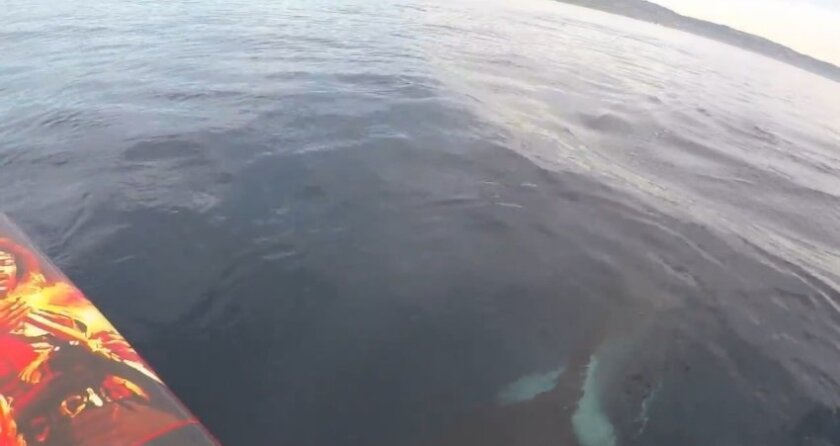 Watch Killer Whales Swim Under A Laguna Beach Paddle Boarder The