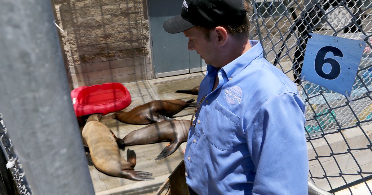 As Toxic Algae Sickens Sea Lions Other Marine Animals California as-toxic-algae-sickens-sea-lions-other-marine-animals-california