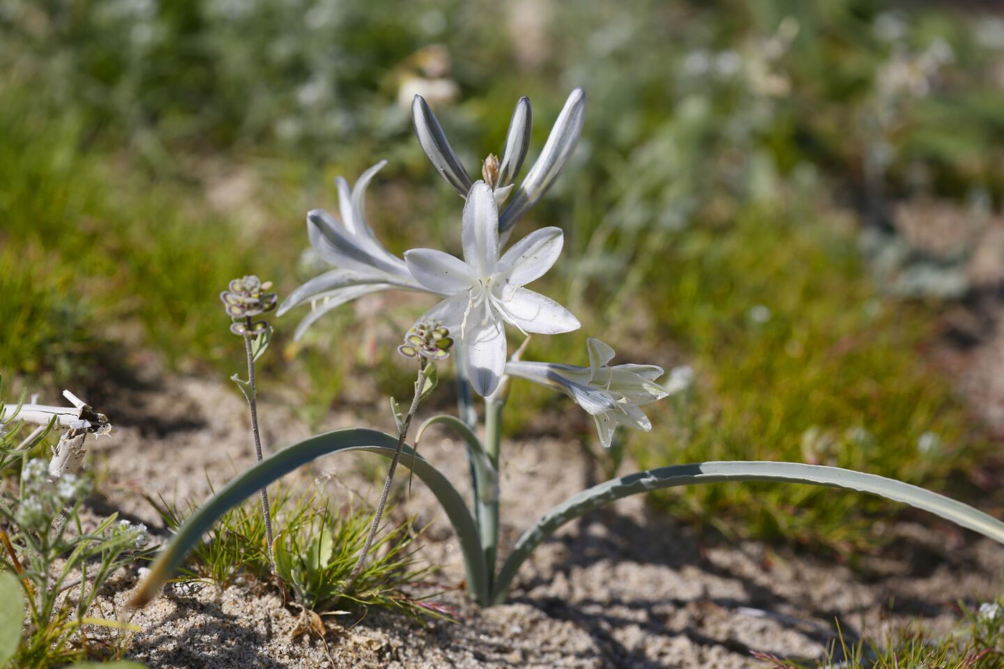 The desert lily flowers at Anza-Borrego Desert are beginning to bloom, with the full bloom expected in the next week or two.