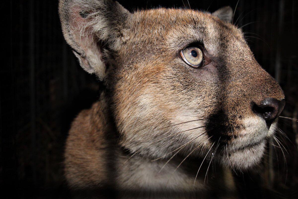 A close-up of a mountain lion's face, its eyes looking upward