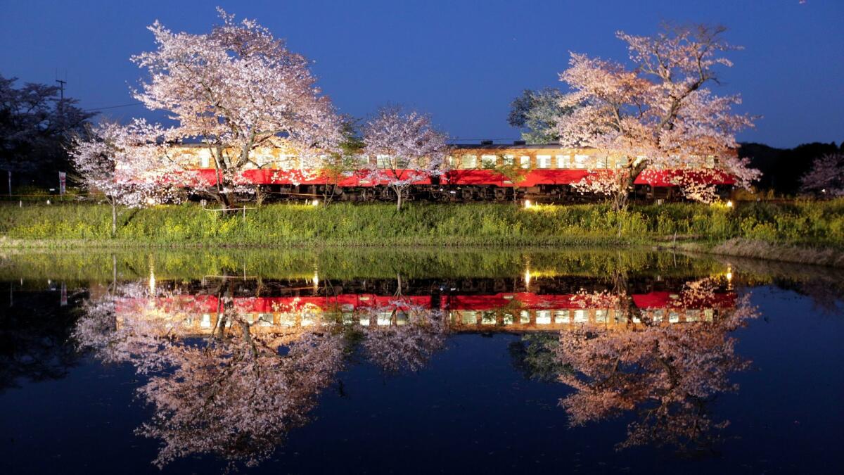 A two-car local train and cherry blossoms in full bloom are reflected on the water in Ichihara, east of Tokyo.