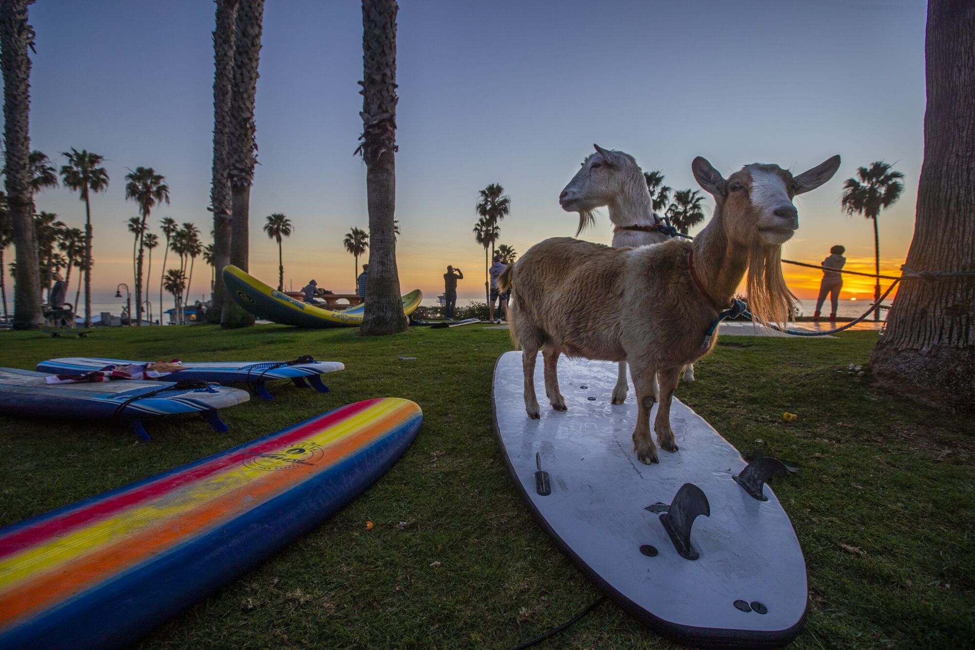  Surfing goats Grover, front, and Pismo the Kid