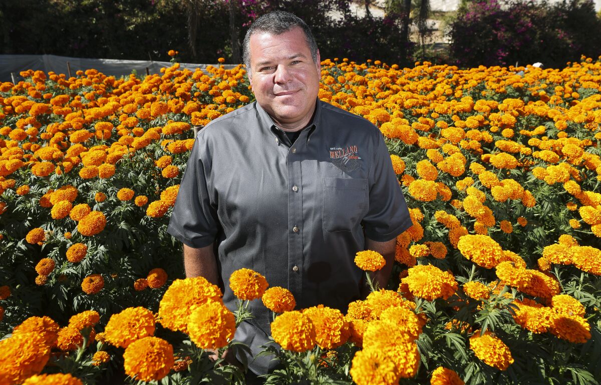 Chairman of Mellano & Company Michael Mellano stands among marigolds at the Mellano & Company farm on Friday, October 25, 2019 in Oceanside.