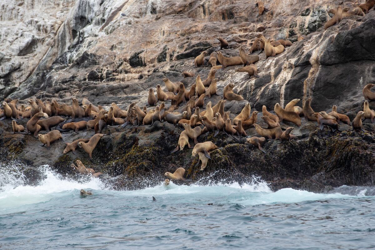 Brown sea lions line rocks above the ocean; some jump into the water.