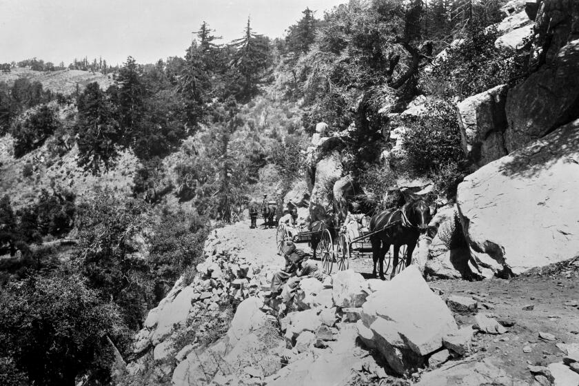 Mules pulling wagons on Trujillo Road or South Slide on Palomar Grade in the Palomar Mountains. 