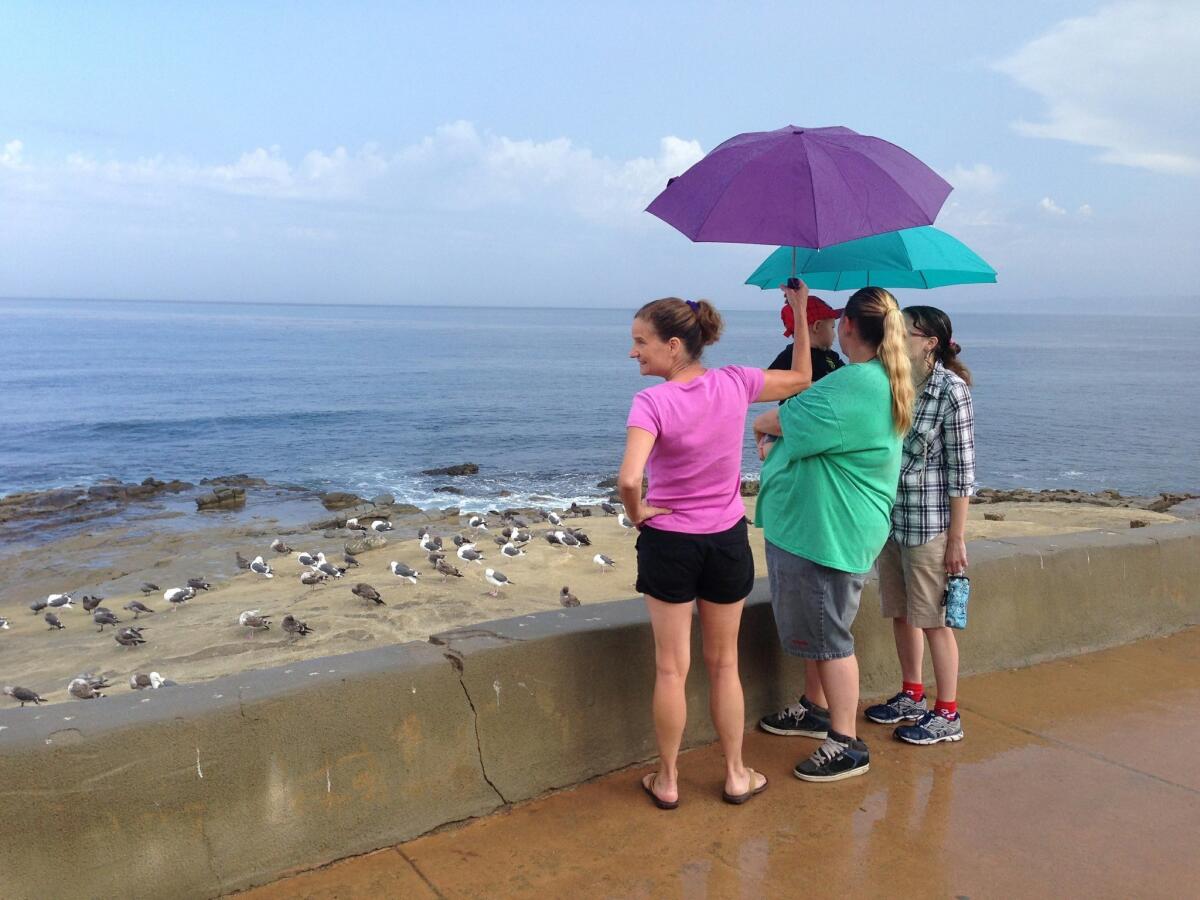 Visitors to La Jolla Cove use umbrellas to stay dry as rain passed through the area a little after 10 a.m. Wednesday. Howard Lipin / U-T — Howard Lipin