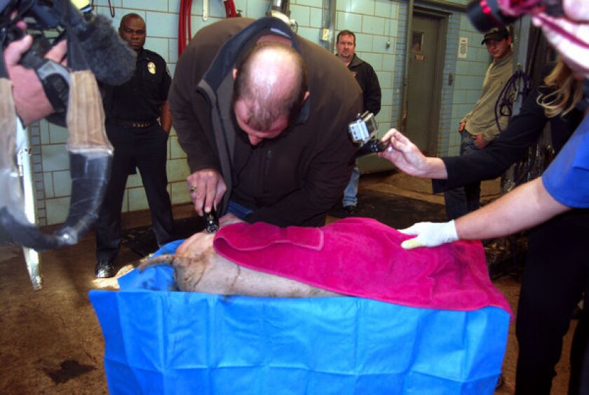 James Culp, an attorney, uses a stun gun to shock an anesthetized pig in a veterinary office, as law enforcement officers observe. The test was part of an effort to show that a Navy seaman whose death was reported as a suicide may actually have been shocked with a stun gun and strangled.