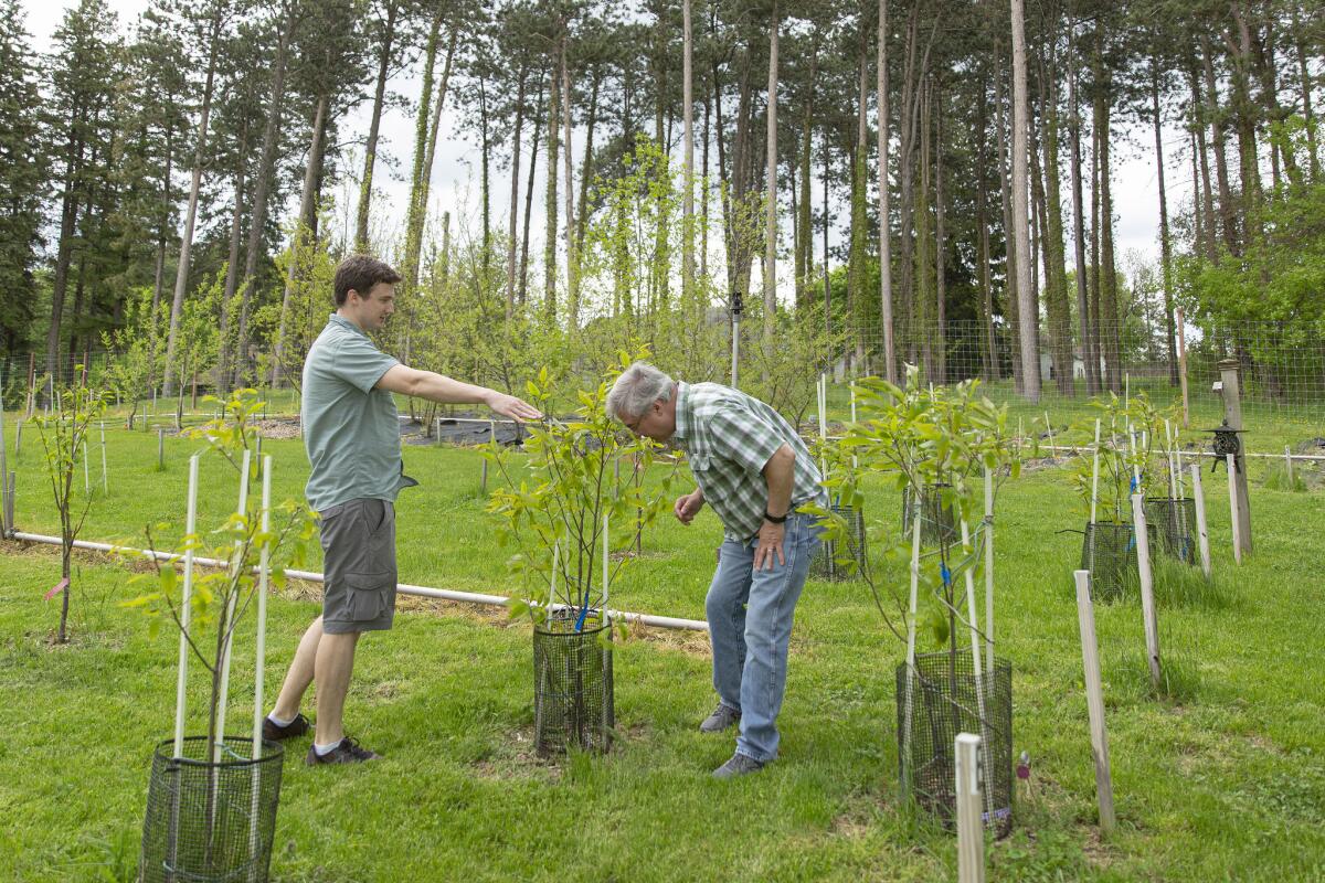 Erik Carlson and Bill Powell study “sibling” pairs of wild (left) and GE (right) chestnuts, which differ only in whether they have the blight-tolerant gene. (Allison Zaucha / For The Times)