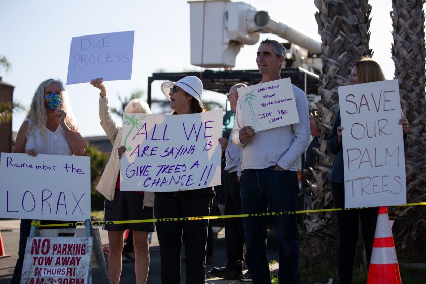 A group of Point Loma residents at the corner of Santa Barbara Street and Santa Monica Avenue protest against the city’s plan to cut down palm trees in their neighborhood on Thursday, Oct. 21, 2021.