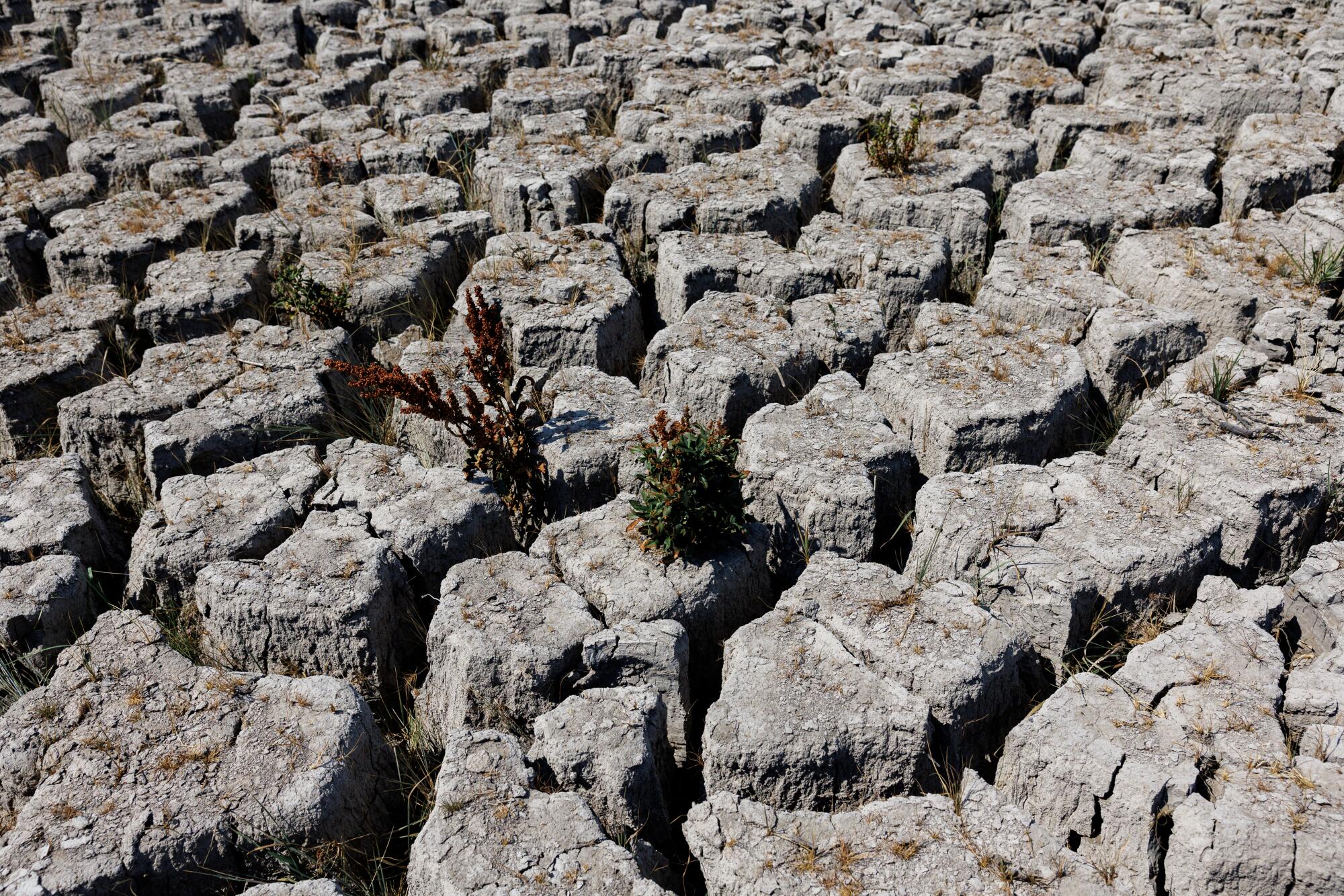 The draining of reservoirs on the Klamath River has left a dry lake bed beside a flowing creek.