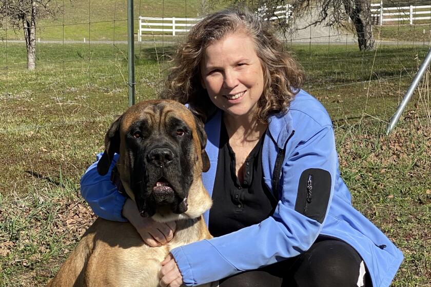 Cheri McKinzie, 58, pictured with Apple, her 18-month-old English Mastiff puppy, was a marketing executive for Golden State Farm Credit in Chico, Calif. Along with her fellow employees, she worked from home beginning in Mar., 2020, after the Covid-19 pandemic struck. The company ordered workers to return to the office in July including McKinzie, whose doctor said she was "high risk" due to having most of her left lung removed after a bout of cancer seven years ago. In a lawsuit against the company, she said she was laid off after asking for an air filter, staggered workshifts and several other accomodations for her disability. For Margot Roosevelt back to the office story, May, 2021. (Cali McKinzie)
