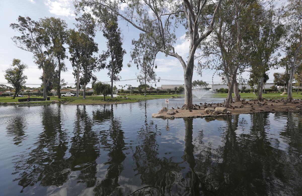 A small island at Costa Mesa's TeWinkle Park on Monday is favored by waterfowl. 