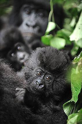 Virunga National Park, Congo