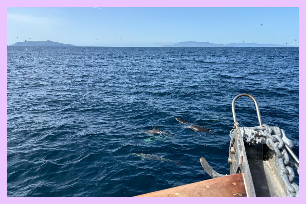 Dolphins in water in the Santa Barbara Channel.