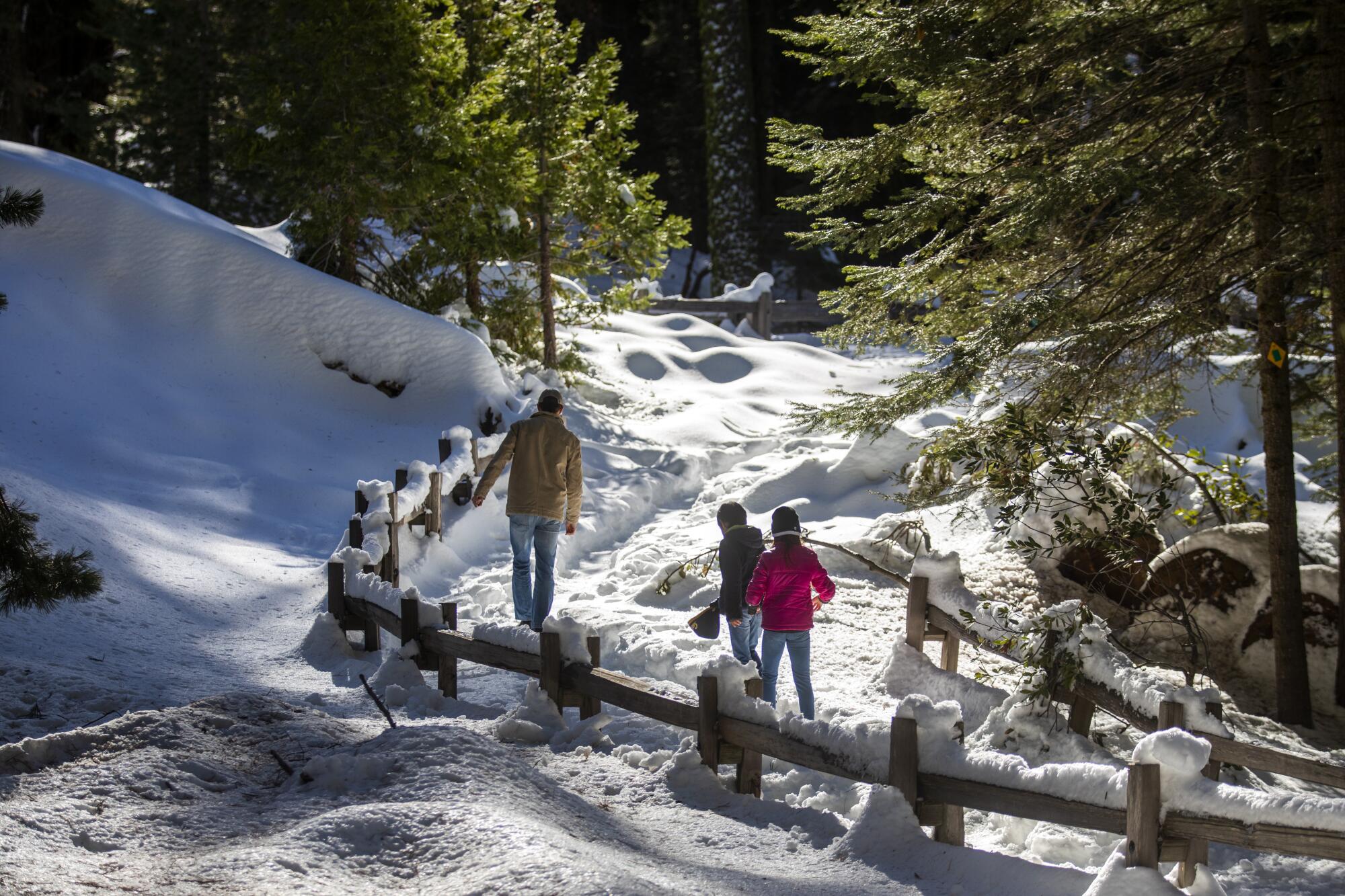 A man and two children walk a snow-covered trail lined by evergreens.