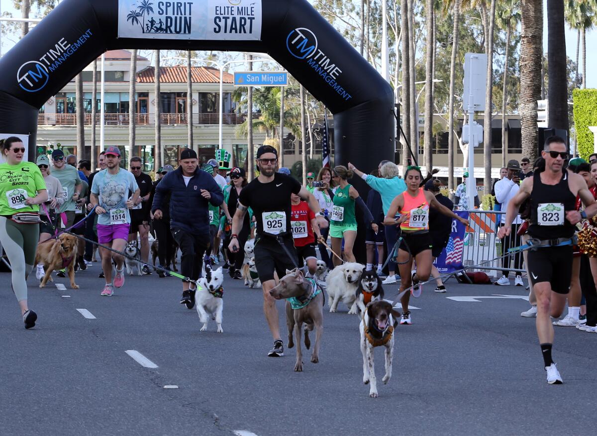 Runners with their dogs start the Dog Mile race during the Newport-Mesa Spirit Run at Fashion Island.