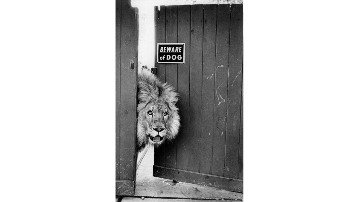 Dec. 29, 1974: Five year old Leo, at 650 pounds, guards the home of magician-animal trainers Siegfried and Roy.