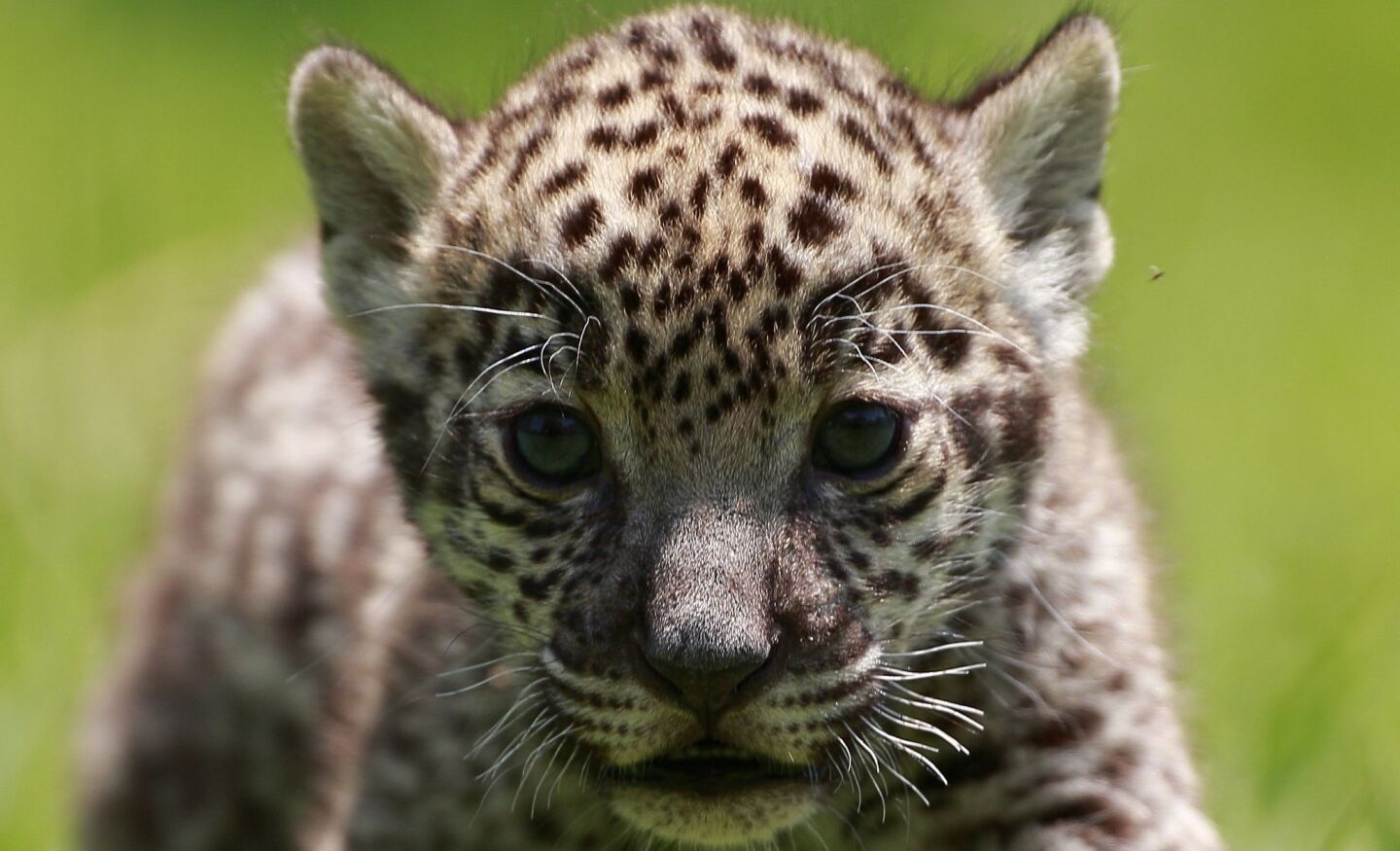 Uno de los dos ejemplares de jaguar nacidos en el Estado de México...