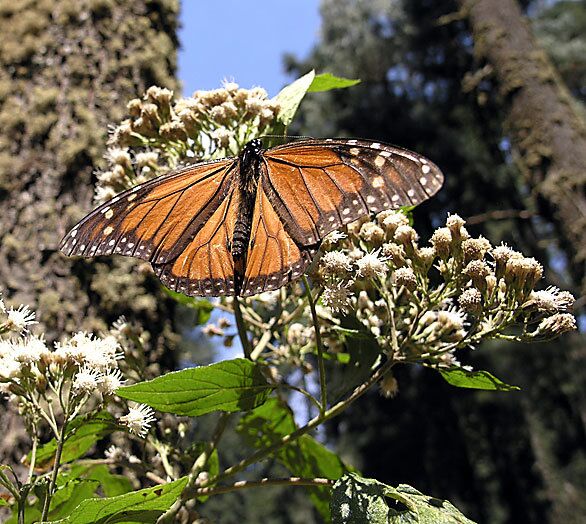 For a few months a year, monarch butterflies convert the hills in a corner of Michoacan state into a wonderland of fluttering movement and color.