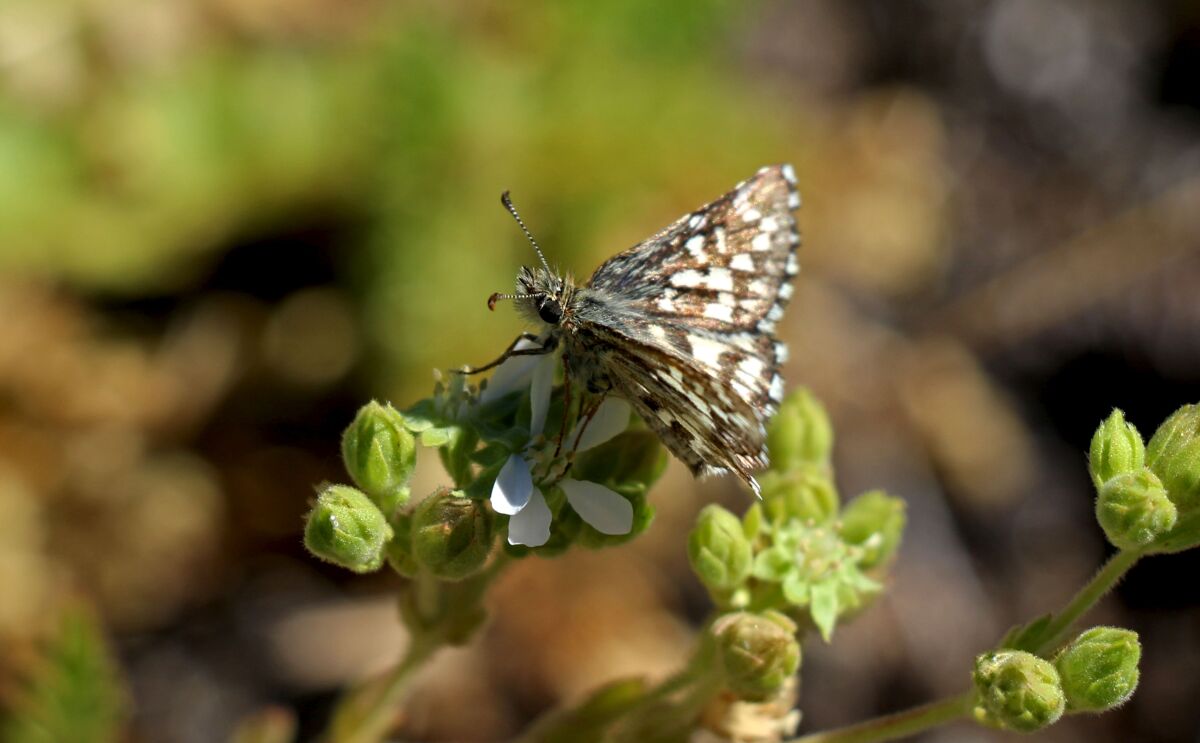 A brown and white butterfly