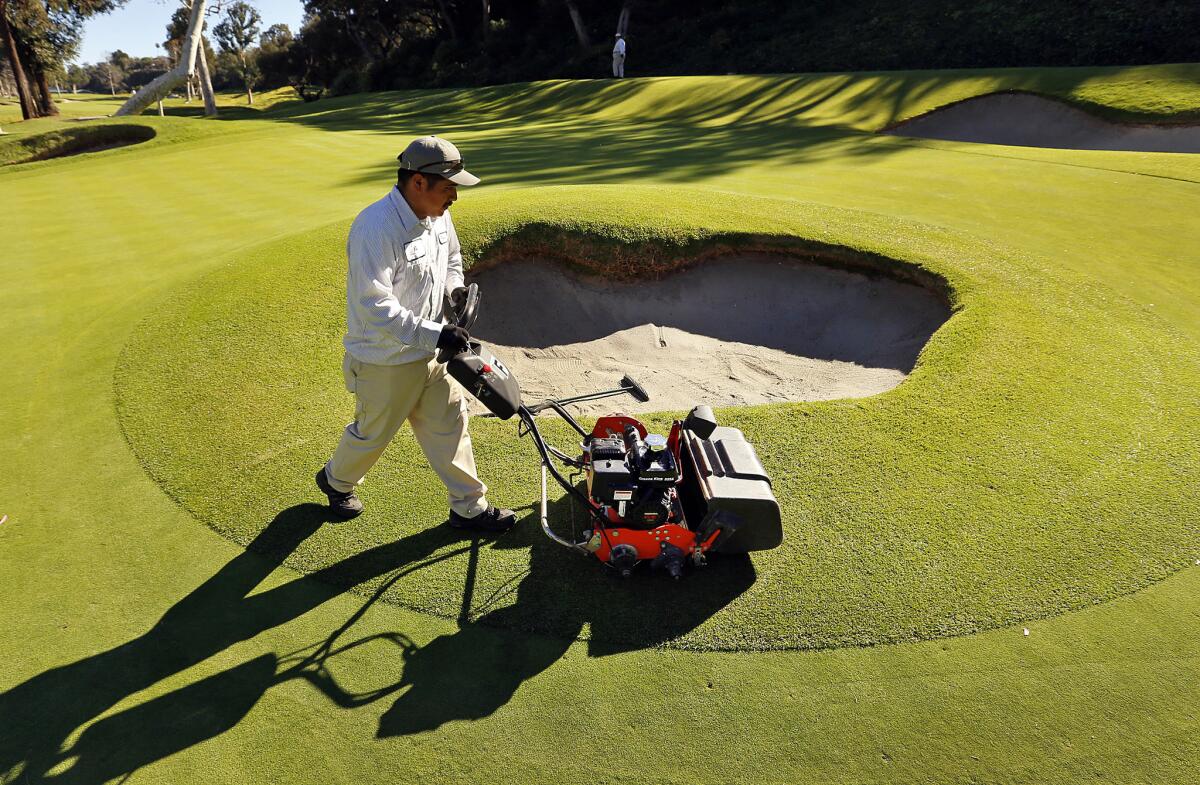 Fabian Pacheco uses a collar mower as he trims the famous bunker in the middle of the putting green of the 6th hole at Riviera Country Club.