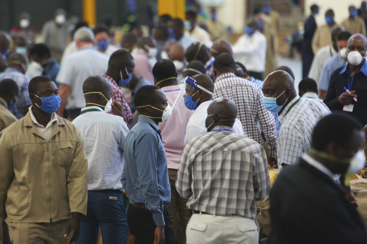 Tobacco auctioneers and officials wear face masks to protect against COVID-19 in Harare, Zimbabwe, in April.