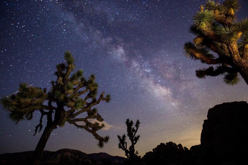 JOSHUA TREE, CALIF. -- WEDNESDAY, JULY 26, 2017: A view of the Milky Way arching over Joshua Trees and rocks at a park campground popular among stargazers in Joshua Tree National Park Wednesday, July 26, 2017. Joshua Tree National Park won the coveted International Dark Skies Park designation for the park. The certification from the nonprofit International Dark Sky Association, based in Tucson, Ariz., was announced Wednesday, July 26, 2017. Joshua Tree, which harbors some of the darkest night skies in the United States, is the 10th International Dark Sky Park in the U.S. National Park system. (Allen J. Schaben / Los Angeles Times)