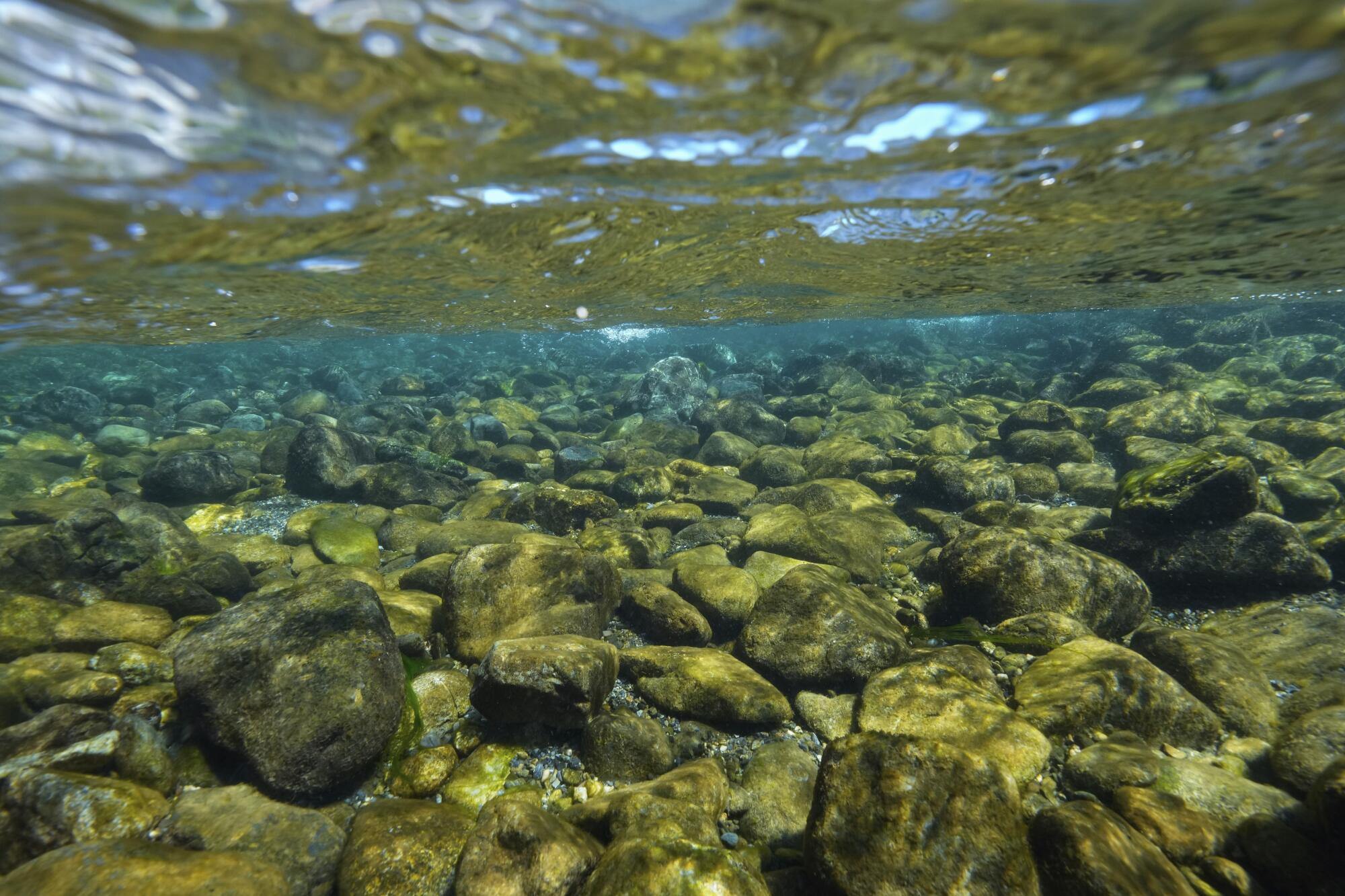 The cold, clear waters of Blue Creek provide vital habitat for salmon.