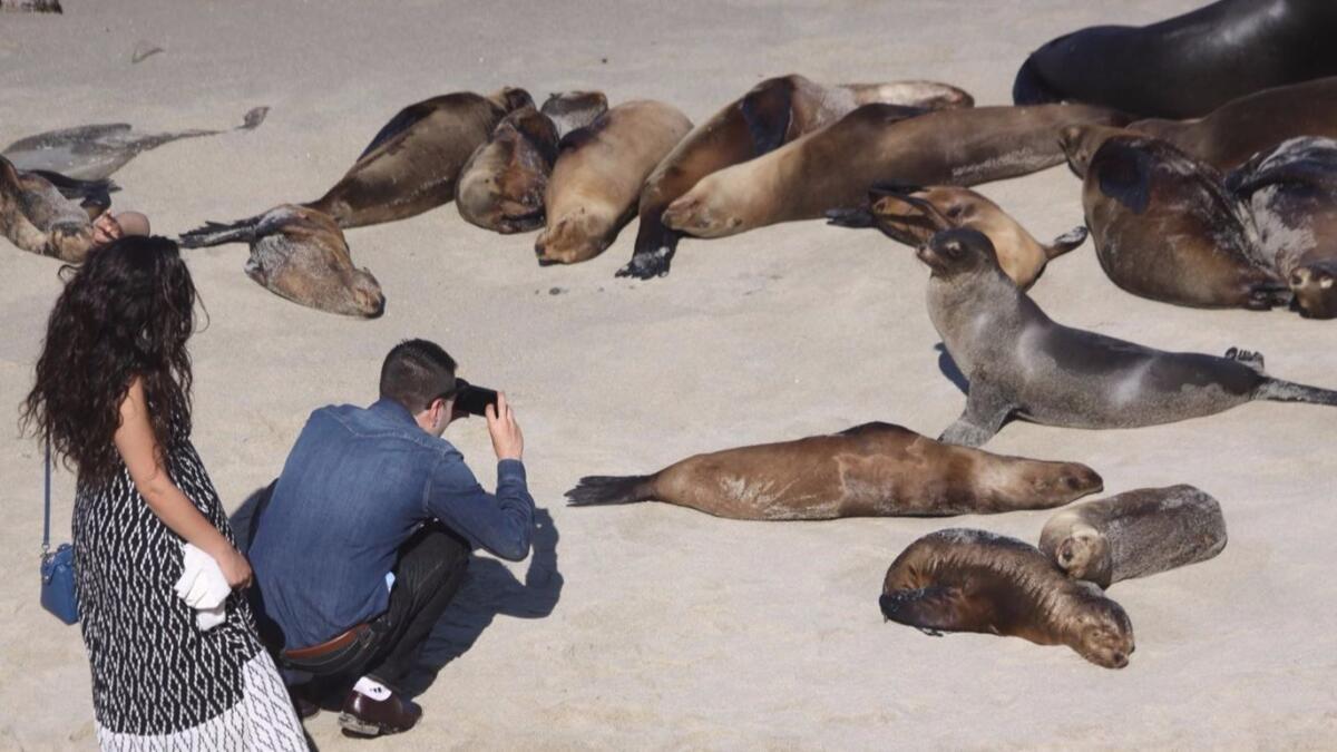 The sea lion population draws tourists and locals to La Jolla Cove, as seen in this 2016 photo.