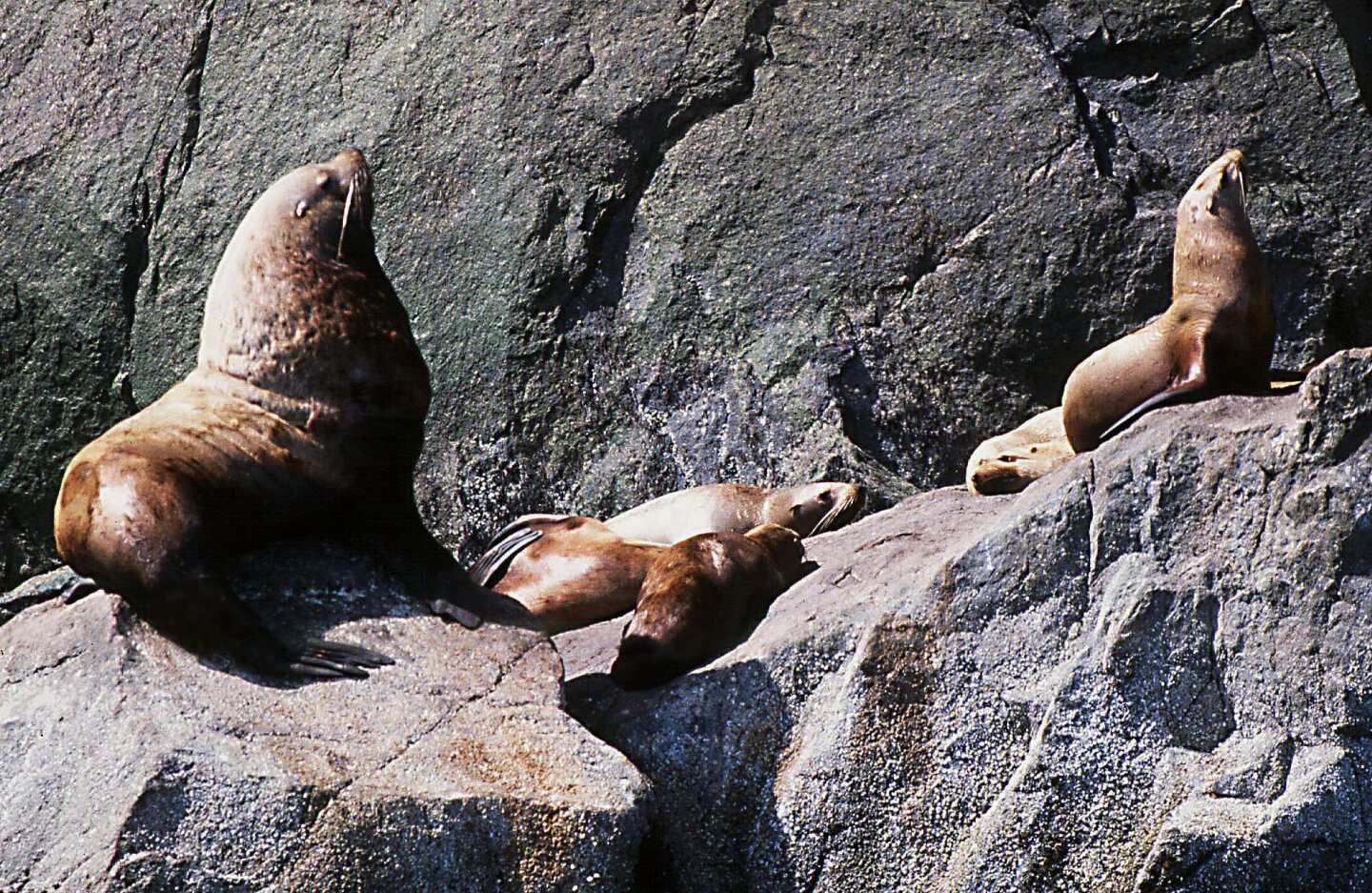 Stellar sea lions